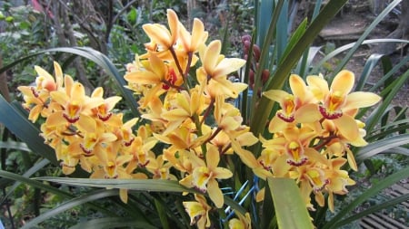 Orchid - Orchid, yellow, beautiful, Lovely, flower