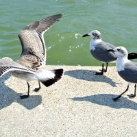 Seagulls