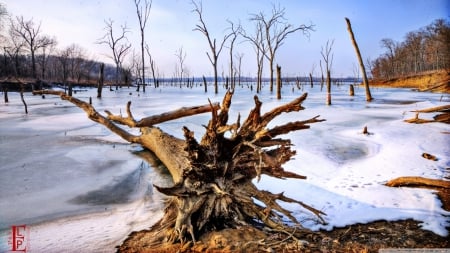 The departed - sceme, wallpaper, winter, water, landscape, frozen, frost, hd, lake, frosted, tree, ice, nature, frosty, snow