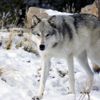 Grey Wolf in Snow