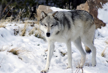 Grey Wolf in Snow - Other & Animals Background Wallpapers on Desktop ...