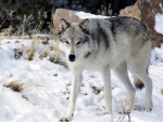 Grey Wolf in Snow