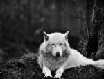 White Wolf