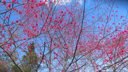 Cherry blossom - cherry blossom, pretty, pink, tree, flower