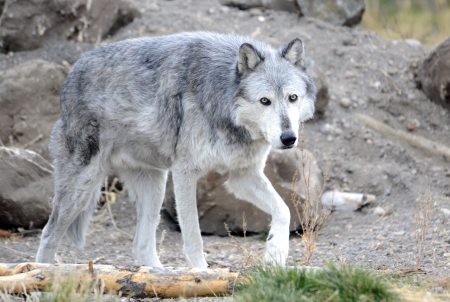 Bright Eyes - wolf, bright, nature, animals, eyes