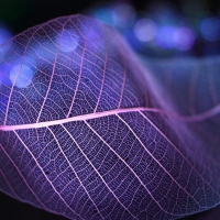 Purple leaf