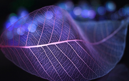 Purple leaf - glitter, autumn, purple, macro, pink, leaf, black