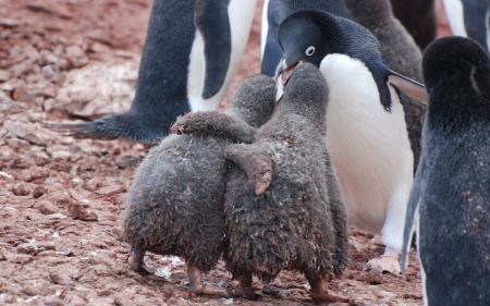 Friend hug - bird, friend, pink, baby, white, pengui, cute, adorable, hug