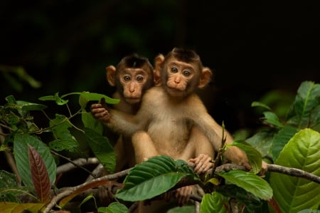 Baby Monkeys - MONKEYS, NATURE, BEAUTY, ANIMALS