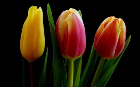 Tulips - nature, beautiful, tulips, colored, flowers