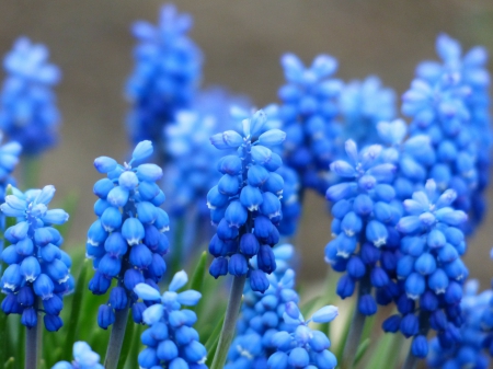 Beautiful Blue! - nature, flowers, blue, beautiful