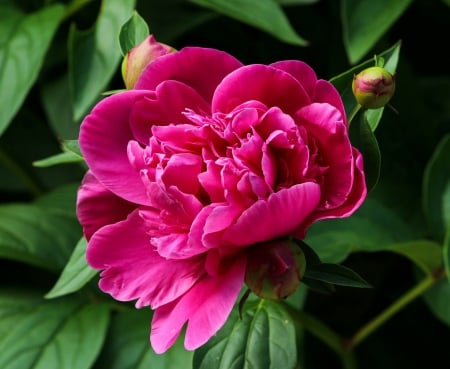 Pink Peony! - flowers, peony, nature, pink