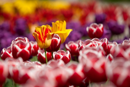 Spring Garden! - flowers, tulips, nature, garden, spring