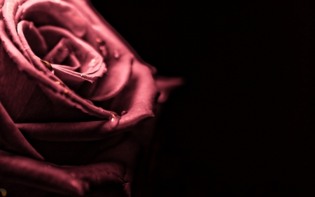 ✿ - lobes, water, black background, dew, drops, rose, dim