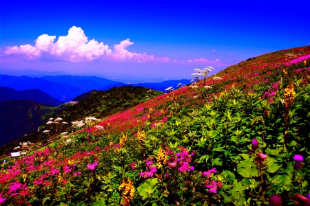 MOUNTAIN SPRING - flowers, field, spring, nature