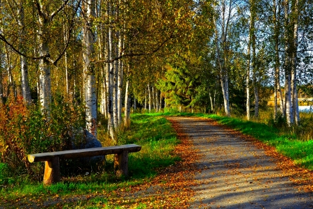 PARK BENCH - path, trees, nature, bench, park