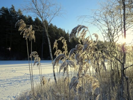 icy river - winter, ice, sun, river