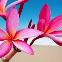 Plumeria