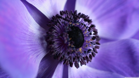 ..perfect... - beauty, purple, perfect, flower