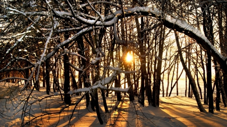 bright sunrise peeking through a forest