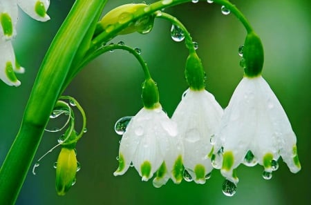 Snowdrops - nature, bulbs, green, flowers, spring