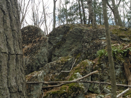 Backyard - trees, branches, rocks, woods