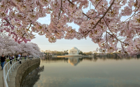 Cherry Blossoms in Spring - nature, blossoms, reflection, water, cherry