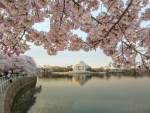 Cherry Blossoms in Spring