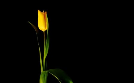 *** Yellow tulip *** - nature, tulip, flowers, flower