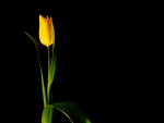 *** Yellow tulip ***