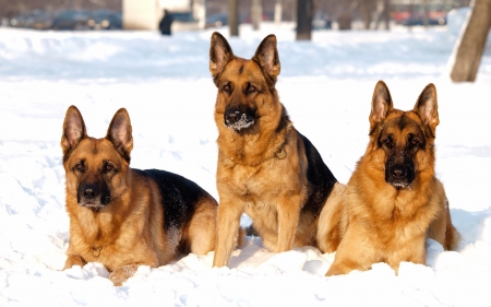 * German shepherd * - dog, animal, dogs, animals