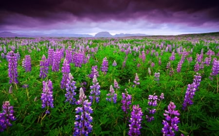 Lupin field - clouds, pretty, carpet, summer, beautiful, grass, meadow, lovely, flowers, colorful, purple, freshnews, field, nice, sky, lupin