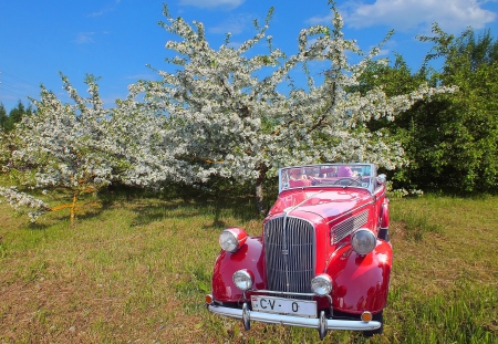 Opel. - nature, cars, flowers, others