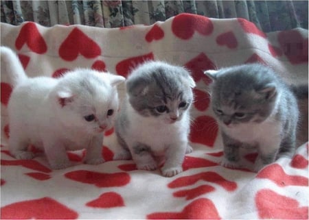 so sweet kitties - hearts, cool, photography, animals, cats, cute