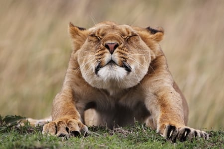 Lion - paws, face, pretty, cute, animals, beauty, beautiful, sweet, cat, sleeping, kitty, cats, kitten, hat, lovely, cat face