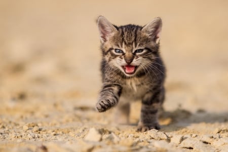 Cat - hat, pretty, cat face, beautiful, beauty, lovely, paws, sweet, cat, kitten, cute, cats, face, sleeping, animals, kitty