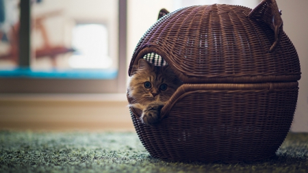 Kitten in a basket - cats, animal, cute, kitten, sweet, basket, cat-shaped ear basket, adorable