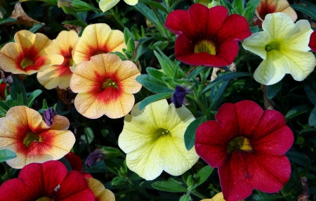 Flowers - white, colors, flower, red