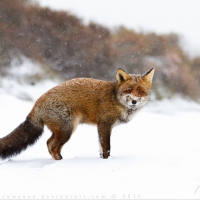 Snow fox