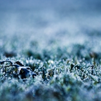 Frozen grass