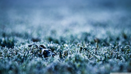 Frozen grass - ice, frosty, photography, winter, field, fozen, wallpaper, frosted, hd, nature, abstract, macro, frost, grass