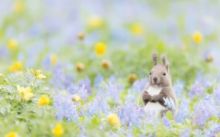 Lost in the Neverland - squirrel, field, spring, yellow, blue, animal, green, flower, lost in the neverland