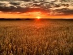 Fiery field sunset