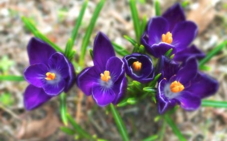 Spring flowers - meadow, pretty, beautiful, flowers, spring, leaves, freshness, lovely, field, crocus