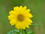 Yellow Flower