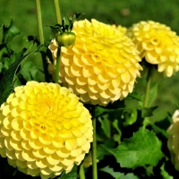 Dahlia