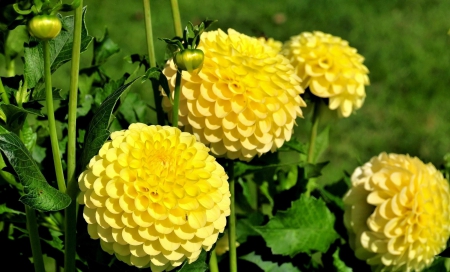 Dahlia - Dahlia, Yellow, Flowers, Yellow Flowers, Flower, Yellow Flower