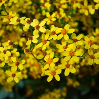 Yellow Flowers