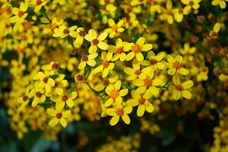 Yellow Flowers