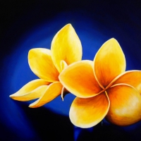 Plumeria